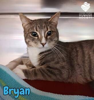 Bryan -  Domestic Short Hair Cat for Adoption in Heath, Ohio - Bryan | PetCurious
