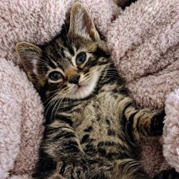 Quinn Long -  Domestic Medium Hair Cat for Adoption in Woodstock, Virginia - Quinn Long | PetCurious