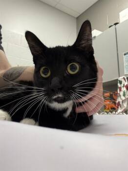 TOMASA -  Domestic Short Hair Cat for Adoption in Indianapolis, Indiana - TOMASA | PetCurious
