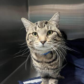 Domestic Short Hair Cats Available for Adoption - Horton | PetCurious