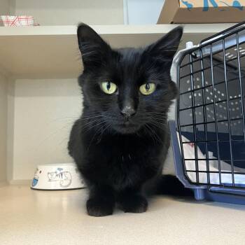 Domestic Long Hair Cats Available for Adoption in Eatontown, New Jersey - Meowghan | PetCurious