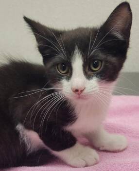 Bao -  Domestic Short Hair Cat for Adoption in Eugene, Oregon - Bao | PetCurious