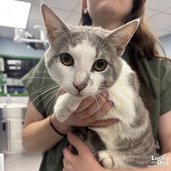 Domestic Short Hair Cats Available for Adoption - Billy | PetCurious