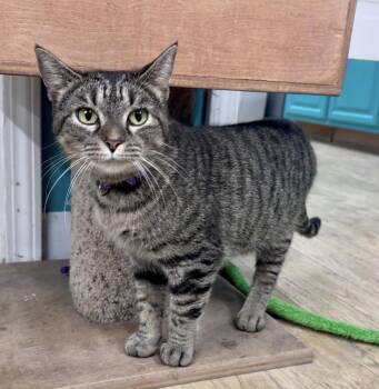 Tabby Cats Available for Adoption - Stella | PetCurious