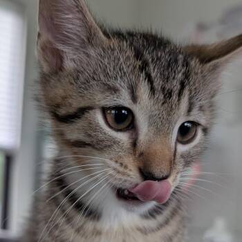 Domestic Short Hair Cats Available for Adoption in Chapel Hill, North Carolina - Jarylo | PetCurious