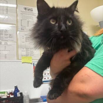 Miso -  Domestic Long Hair Cat for Adoption in Tulsa, Oklahoma - Miso | PetCurious