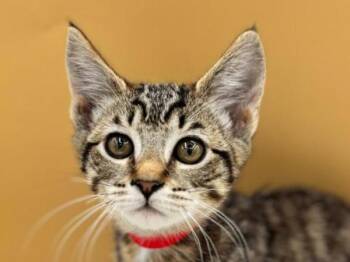 Jaida -  Domestic Short Hair Cat for Adoption in Portland, Oregon - Jaida | PetCurious