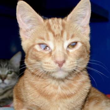 Amber -  Domestic Short Hair Cat for Adoption in Los Angeles, California - Amber | PetCurious