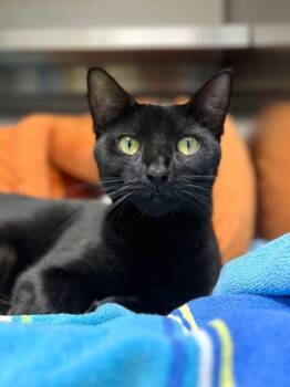 Rescue Domestic Short Hair Cats for Adoption in Memphis, Tennessee - Purrsephone | PetCurious