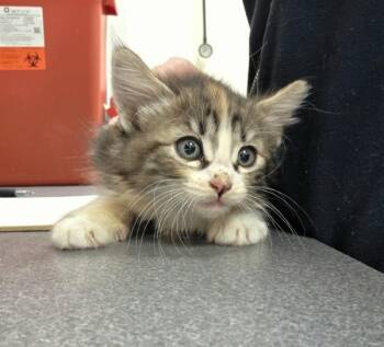 Dottie -  Domestic Medium Hair Cat for Adoption in Kennewick, Washington - Dottie | PetCurious