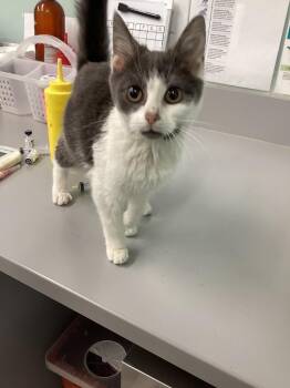 Domestic Short Hair Cats Available for Adoption - Astrid | PetCurious