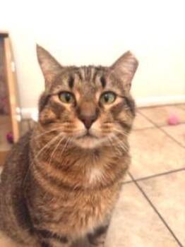 Chapo Pooh -  Tabby Cat for Adoption in Chandler, Arizona - Chapo Pooh | PetCurious