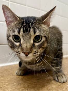 Rescue Domestic Short Hair Cats for Adoption in San Antonio, Texas - Rio | PetCurious