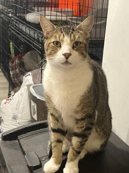 Captain -  Domestic Short Hair Cat for Adoption in Broomall, Pennsylvania - Captain | PetCurious