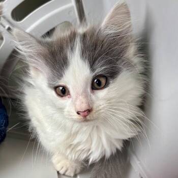Gene -  Domestic Medium Hair Cat for Adoption in Evansville, Indiana - Gene | PetCurious