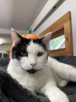 Domestic Short Hair Cats Available for Adoption in Hayward, Wisconsin - Sundae | PetCurious