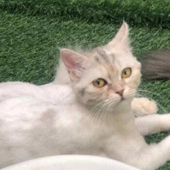 Rescue Domestic Short Hair Cats for Adoption in Merrifield, Virginia - Randa Kuwait | PetCurious