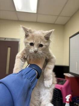 Phoebus -  Domestic Long Hair and Domestic Short Hair Cat for Adoption in West Chester, Pennsylvania - Phoebus | PetCurious