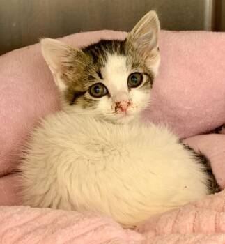 Chrysathemum -  Domestic Short Hair Cat for Adoption in Columbia, Illinois - Chrysathemum | PetCurious