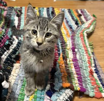 Rescue Domestic Short Hair Cats for Adoption in Faribault, Minnesota - Alto | PetCurious