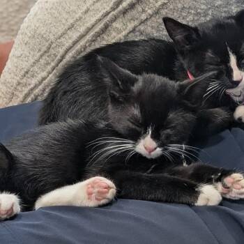 Kelly C70730 -  Domestic Short Hair Cat for Adoption in Minnetonka, Minnesota - Kelly C70730 | PetCurious