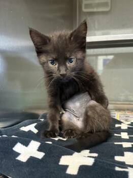 Dozer -  Domestic Short Hair Cat for Adoption in Fort Worth, Texas - Dozer | PetCurious