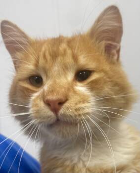 Rescue Domestic Medium Hair Cats for Adoption in Hartsville, South Carolina - Cheezit | PetCurious