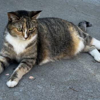 Rescue Domestic Short Hair Cats for Adoption in Rochester, Minnesota - LOST Mimi Is Lost In The Neighborhood Behind State Patrol On Hwy | PetCurious