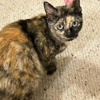Domestic Short Hair Cats Available for Adoption in Edwardsville, Illinois - Gwen Steffani | PetCurious