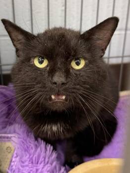 Harry -  Domestic Short Hair Cat for Adoption in Saint Clairsville, Ohio - Harry | PetCurious