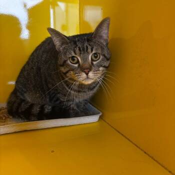 Cal -  Domestic Short Hair Cat for Adoption in Abilene, Texas - Cal | PetCurious