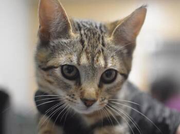 Katherine -  Domestic Short Hair Cat for Adoption in Portland, Oregon - Katherine | PetCurious