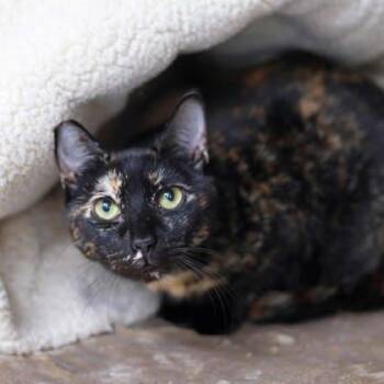 Peanut Butter -  Domestic Short Hair Cat for Adoption in Atlanta, Georgia - Peanut Butter | PetCurious