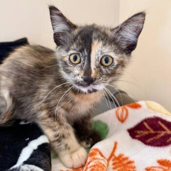 Pancake -  Domestic Short Hair Cat Available for Adoption in Agoura Hills, California - Pancake | PetCurious