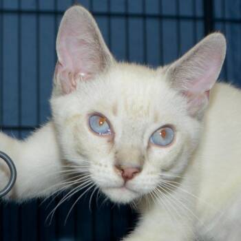 Koji -  Domestic Short Hair Cat for Adoption in Los Angeles, California - Koji | PetCurious