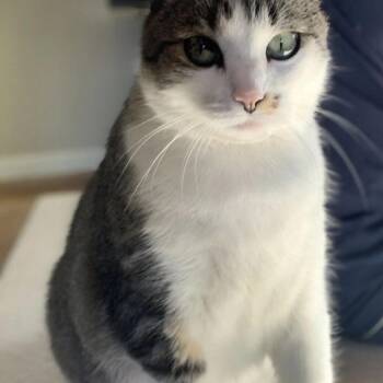 Charlie (H2H) -  American Shorthair Cat for Adoption in Richland, Michigan - Charlie (H2H) | PetCurious