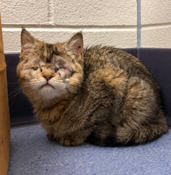 Miss Treats -  Scottish Fold and Scottish Straight Cat for Adoption in Golden, Colorado - Miss Treats | PetCurious