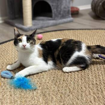 Calico Cats Available for Adoption in San Tan Valley, Arizona - Purrl | PetCurious