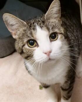 Gumdrop (at Smitten Kitten) -  Domestic Short Hair Cat for Adoption in Fishers, Indiana - Gumdrop (at Smitten Kitten) | PetCurious
