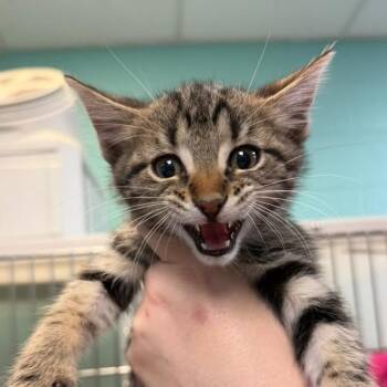 Apple Pie -  Domestic Short Hair Cat for Adoption in Gadsden, Alabama - Apple Pie | PetCurious
