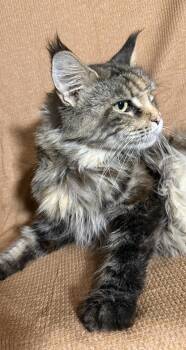 Rescue Maine Coon Cats for Adoption in Dover, Arkansas - Sara | PetCurious
