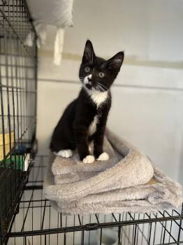 Angola -  Domestic Short Hair Cat for Adoption in Trenton, New Jersey - Angola | PetCurious