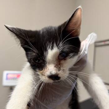 Rescue Domestic Short Hair Cats for Adoption in Yuma, Arizona - Dominoe | PetCurious