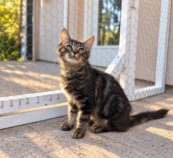 Larkspur -  Domestic Medium Hair Cat for Adoption in West Hollywood, California - Larkspur | PetCurious