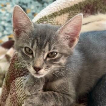 JigglyPuff Miller -  Domestic Short Hair and Tabby Cat for Adoption in Morrison, Colorado - JigglyPuff Miller | PetCurious