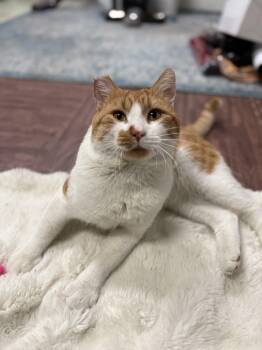 Rescue Domestic Medium Hair Cats for Adoption in San Diego, California - Carrot Cake | PetCurious