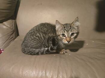 Rescue Domestic Medium Hair and Tabby Cats for Adoption in Dallas, Texas - Boyce | PetCurious