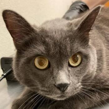 Sebastian -  Domestic Short Hair Cat for Adoption in Eugene, Oregon - Sebastian | PetCurious