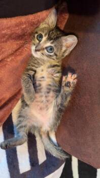 Mandy -  Domestic Short Hair Cat for Adoption in Urbandale, Iowa - Mandy | PetCurious