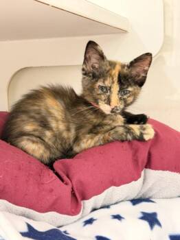 A139309 -  Domestic Short Hair Cat for Adoption in Hayward, California - A139309 | PetCurious